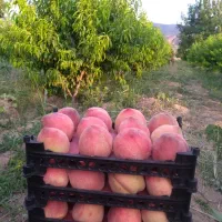 فروش باغ هلو|فروش زمین و ملک کلنگی|آشخانه, |دیوار