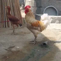 خروس درجه یک  سالم  خروس محلی