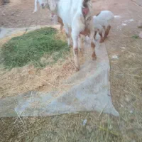 سلام گیسه  با دو کهره|حیوانات مزرعه|کرمان, |دیوار