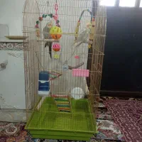 عروس هلندی با قفس همه وسایل