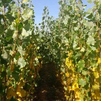 فروش صنوبر تبریزی|خدمات باغبانی و درختکاری|فیروزآباد (آذربایجان), |دیوار