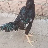 خروس مرغ لاری|حیوانات مزرعه|رامیان, |دیوار