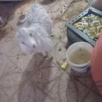 بز چاق کسی خواست در خدمتم