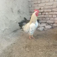 خروس محلی جوان