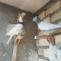 سینه سبز ماده با توق سبز ماده