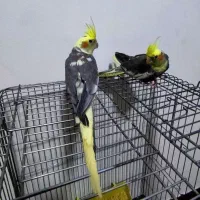 جفت عروس هلندی مولد