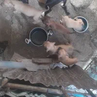 واگزاری توله سگ پیتبول