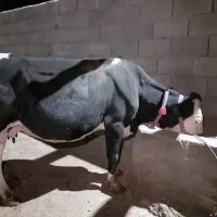 گاو سمینتال درجه یک گوشتی و شیری|حیوانات مزرعه|لردگان, |دیوار