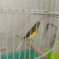 قناری نر شش دانگ مست . آماده|پرنده|سرپل ذهاب, |دیوار