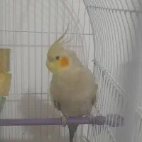 عروس هلندی فروشی