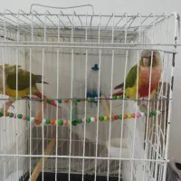 فروش یک جفت گرینچیک بالغ