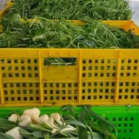 سبزیجات خرد شده|خوردنی و آشامیدنی|کرج, احدآباد|دیوار