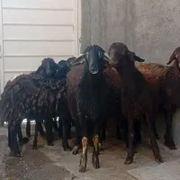 گوسفند|حیوانات مزرعه|قره پشتلو, |دیوار