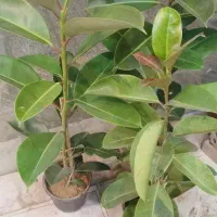 بامبوپتوس سانسوریاهمه قیمت مناسب|گل و گیاه طبیعی|مشهد, کارگران|دیوار