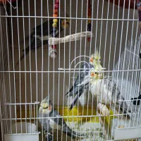 چهار جفت عروس هلندی