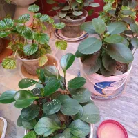 گیاه|آرایشی، بهداشتی، درمانی|نورآباد, |دیوار