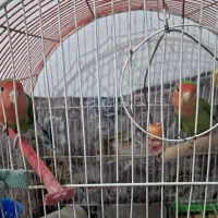 طوطی برزیلی پا کوتاه|پرنده|پاکدشت, پاکدشت (مامازند)|دیوار