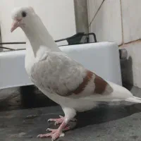 کبوتر پلنگ نباتی|پرنده|سیلاخور, |دیوار