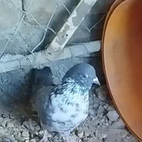 کبوتر قاره بازی دار پرشی