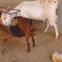 بز پاکستانی شیرا.
