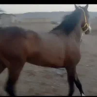 اسب|اسب و تجهیزات اسب‌سواری|ساوه, |دیوار