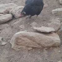 مرغ خروس گلین ریشی چهلتاج|حیوانات مزرعه|لردگان, |دیوار