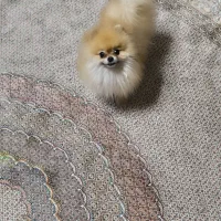 پامر نر و ماده