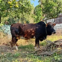 گاو و کل محلی دست پا بلند|حیوانات مزرعه|رحیمآباد, |دیوار