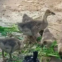 جوجه قو غاز (قو غاز )  توجه