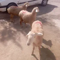 بره|حیوانات مزرعه|اردبیل, |دیوار
