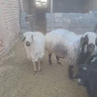 قوچ و بره قوچ ۲ساله