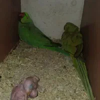 ملنگو جفت سخنگو،گوشی