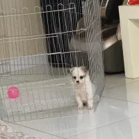 توله۲ ماهه پامر اشپیتز بسیار ریز و بانمک