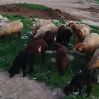 میش بره دار  11عددنسیه