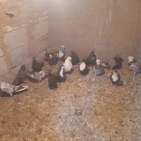 سلام کبوترا بافت هستند