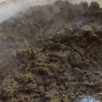 سبزی قورمه و شوید تازه