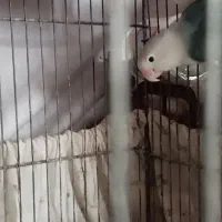 کوتوله مولد|پرنده|قم, کلهری|دیوار