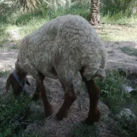 گوسفند بره ماده