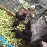 یک عدد خروس مرندی اصیل ودومرغ جوان فروشی