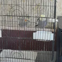 عروس هلندی مولد|پرنده|سیرجان, |دیوار