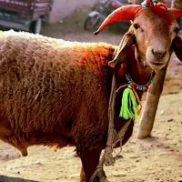 تنظیم بازار تا3روز/زیرفی*گوسفند زنده* گوساله،خونی