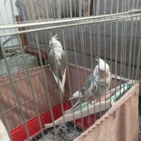 یه جفت عروس هلندی نر تقریباً دستی و سخنگو هستند|پرنده|بومهن, |دیوار