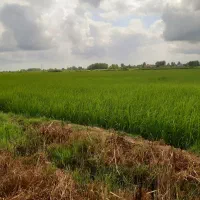 شالیزار برنج.زمین کشاورزی.شالیزار|فروش زمین و ملک کلنگی|رشت, منظریه|دیوار