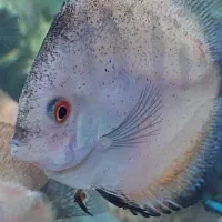 فروش ماهی آکواریومی دیسکس