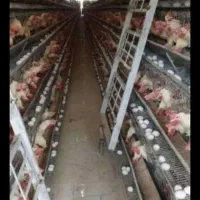 مرغ سفید۲۰عددوردشت سمیرم