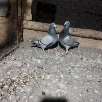 دوتا کبوتر سبز ماده دورگ مسافتی