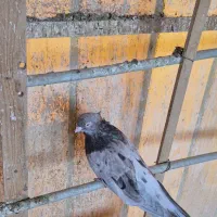 تعدادی کبوتر سرور سوسک وسبز وگلی