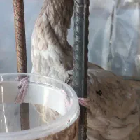 مرغ لاری|حیوانات مزرعه|رشت, فرزانه|دیوار