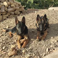 توله سگ ژرمن شپرد اصیل شناسنامه دار