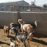 کهره شاخ جفت و بره جنس دار بذری (تخمی)|حیوانات مزرعه|شیراز, کوشک بیدک|دیوار